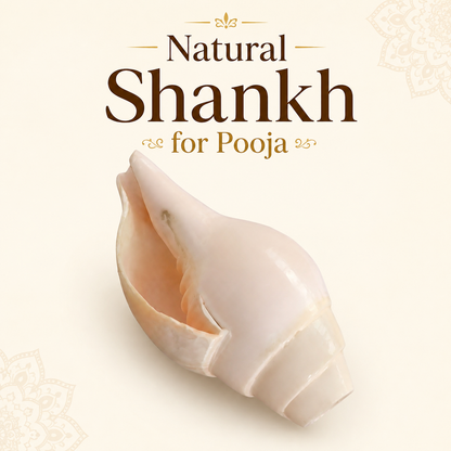 Natural Shankh for Pooja