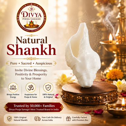 Authentic Shankh – Premium Original Sacred Conch Shell for Divine Pooja Rituals