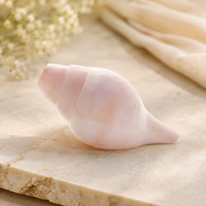 Natural Shankh for Pooja